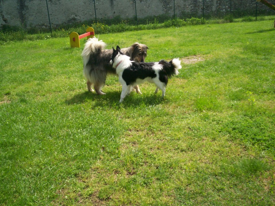 cani1